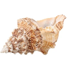 Giant Natural Conch Shell, Frog Seashell 7-8 inches, Large Sea Shell for Vase...