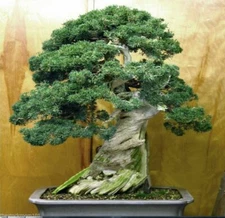Juniperus chinensis var. chinensis, Chinese Juniper Bonsai Tree - 20 Sementes