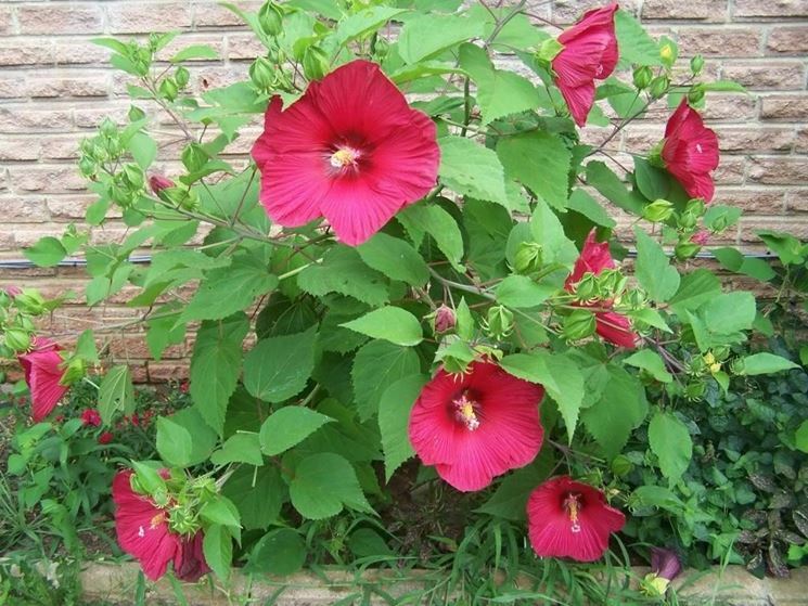 Le Varietà Più Belle Di Ibisco Da Tenere In Giardino - Foto 13