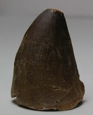 #42 Morocco Natural REAL Reptile Dinosaur Fossil Mosasaur Tooth Specimen 35mm