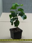 MOTHER OF PEARL Tropical Hibiscus -- Plant in 4.5" pot — photo 2