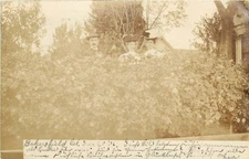 1906 Bakersfield California Hedge people RPPC Postcard 25-12147