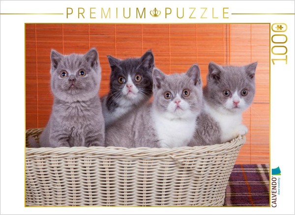 Calvendo Puzzle A Photo From The British Shorthair Kittens Calendar | 1000 Piece-image