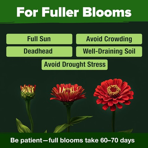 Zinnia Dahlia Seeds 524 Non GMO Zinnia Elegans Flower Garden Pack - Picture 9 of 9