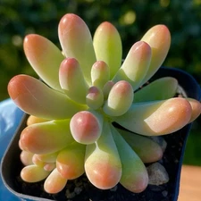 Rare Succulent Sedum pachyphyllum Fully Rooted Indoor Outdoor Live Plant 2-Inch
