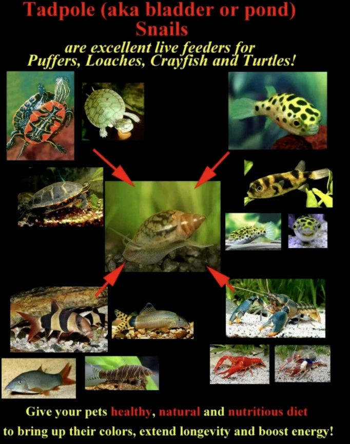 Ramshron/Caracol Trump Caracol/Estanque Caracol Diseñador Caracoles Vivos Acuario de Agua Dulce Foto 4 de 4