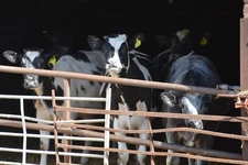 Photo 6x4 Mid Devon : Nymphayes Farm Zeal Monachorum Cattle in the barn. c2017