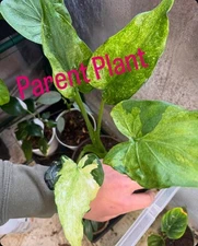 Variegated Alocasia Cucullata rooted CORM