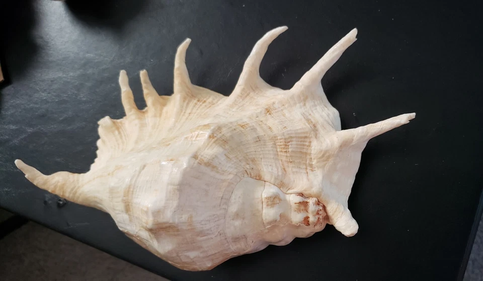 Giant Spider Conch - Lambis truncata -(Approx. 292mm) - Image 2 of 4