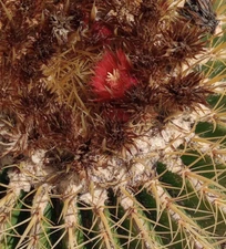 Echinocactus grusonii Golden Barrel Cactus RED Flowers 141