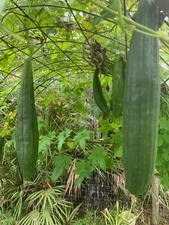 Loofah Luffa Sponge Heirloom seeds 15 + NON GMO gourd  USA vegetable sponge 2024