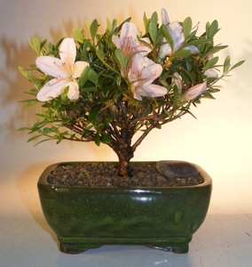 Flowering Azalea Bonsai Tree Rhododendron Obtusum Ebay