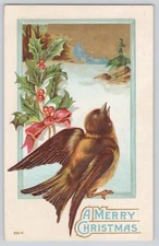 Postcard Christmas Finch Bird Singing With Holly & Bow Embossed 1910