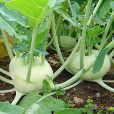 Kohlrabi Seed: White Vienna Kohlrabi Seeds Fresh Seed