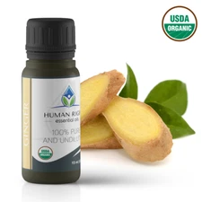 Ginger Essential Oil - Human Right Essential Oils HROILS.com