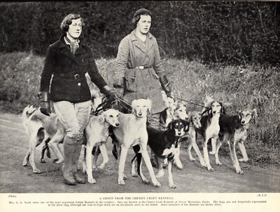 1930s Vintage Saluki Print Cherry Croft Kennels Saluki & Mrs G A Scott 4703f