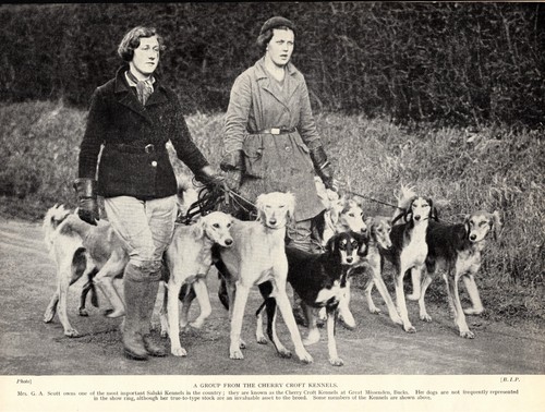 1930s Vintage Saluki Print Cherry Croft Kennels Saluki & Mrs G A Scott 4703f