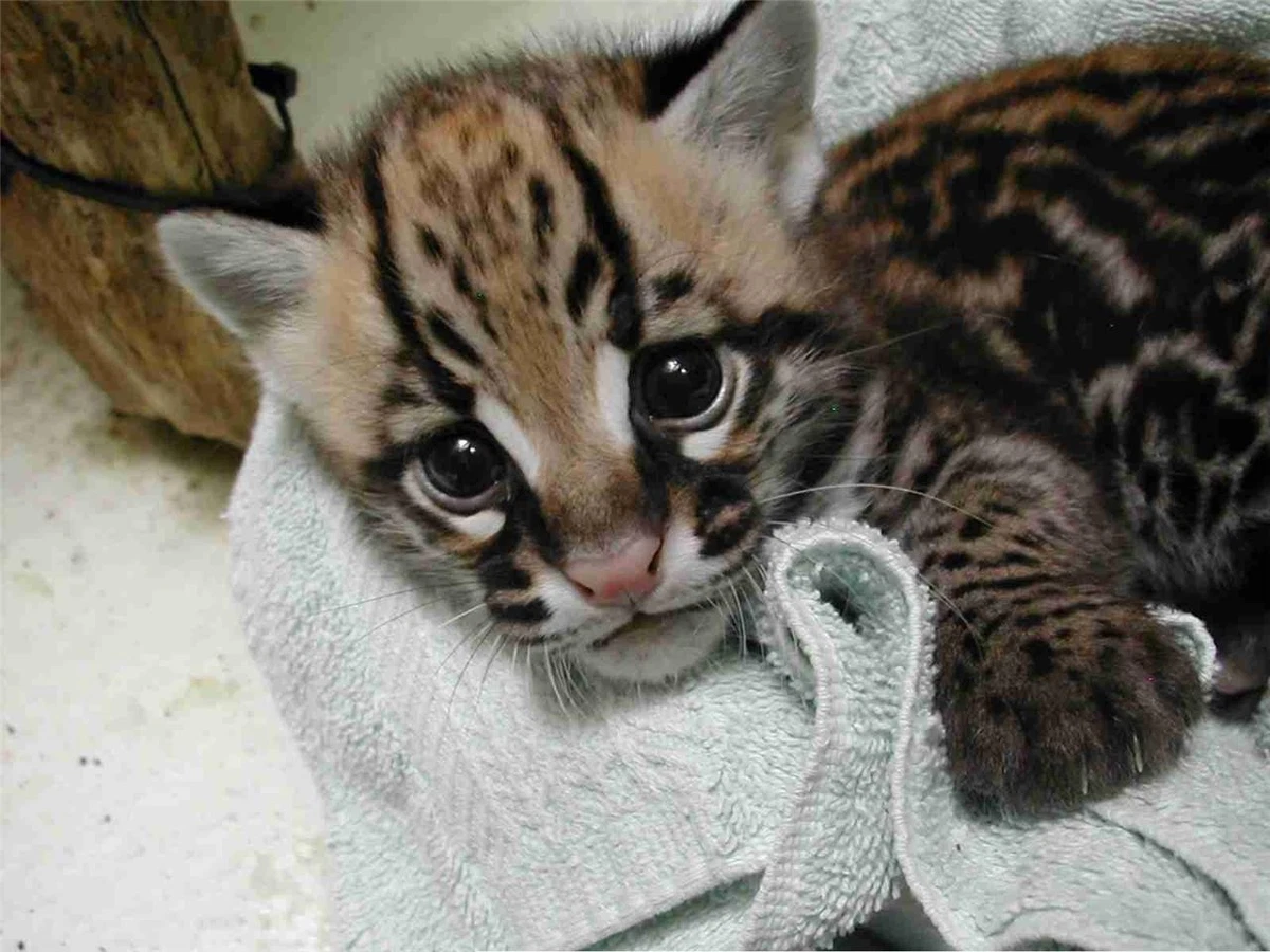 Ocelots 2025 for sale