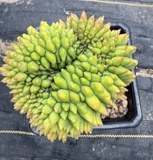 Gymnocalycium mihanovicci inermis Cristata 'Spineless' variegated Gen-3  8” Pot