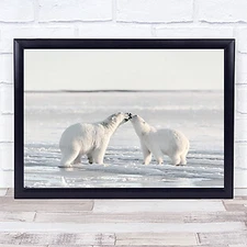 Morning celebration Polar bears Animal White Arctic Alaska Wild Wall Art Print