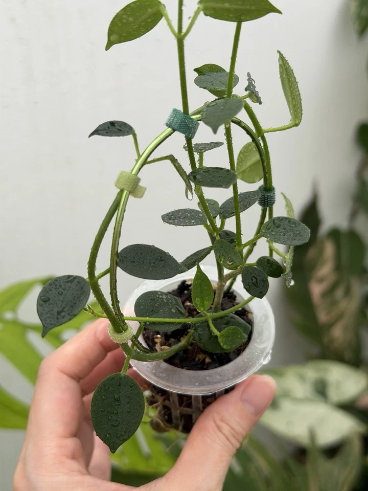 Hoya Lithophytica💚 (Small Leaves)~rare~Established Indoor/Outdoor Plant🪴 - image 3 of 4