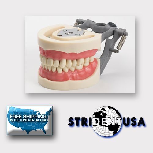 DENTAL TYPODONT MODEL 200 WITH NISSIN TY 70% half OFF Outlet KILGORE REMOVABLE TEETH