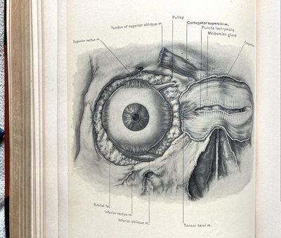#ad Surgical Anatomy Of The Head And Neck 1912 John B. Deaver 177 Plates Good $145.00