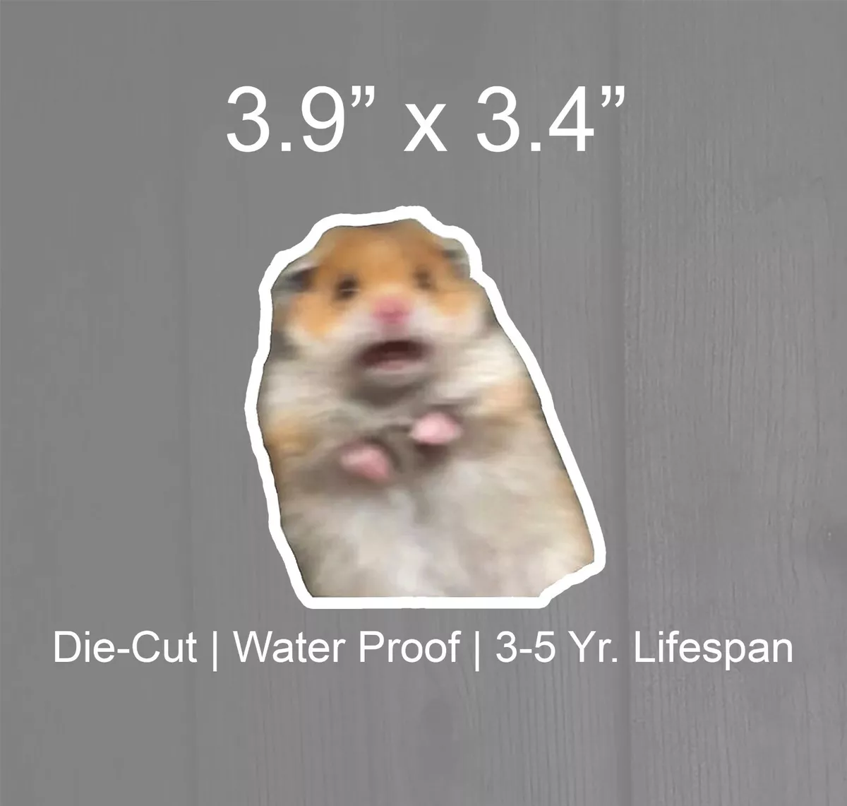 Scared hamster meme: Where did it actually come from and is it real?