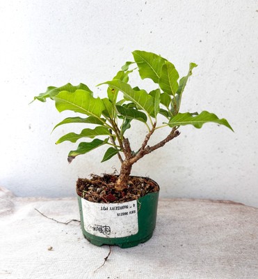 Ficus Ingens (Red-Leaved Fig) Plant - Pre-Bonsai - Fast Growing - Exotic