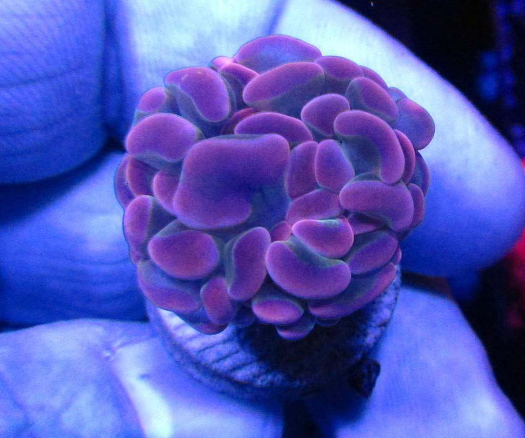 Live Coral  DREEF PURPLE BRANCHING HAMMER CORAL EUPHYLLIA WYSIWY
