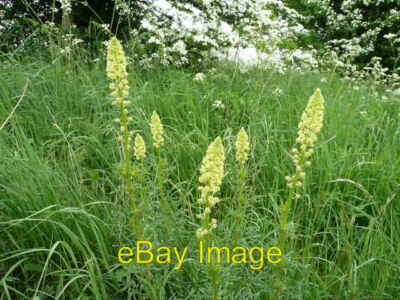 Photo 6x4 Wild Mignonette, Reseda lutea Tytherington/ST9141 These attrac c2008