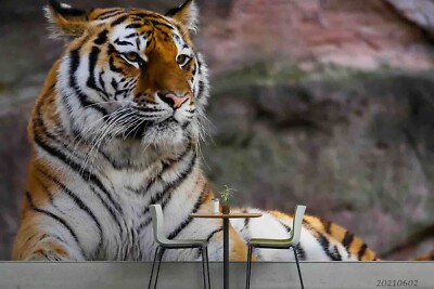 3D Tiger Animal Close-up Self-adhesive Removable Wallpaper Murals