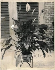 1974 Press Photo Spathiphyllum flower grown by Miss Myrtle Rieth - noc95112