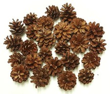 Organic UK Wood Pine Fir Cones Pet Chew Toy Rabbits Guinea Pigs Boredom Breaker