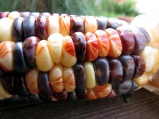 Rainbow Sweet Corn is a symphony of color and flavor