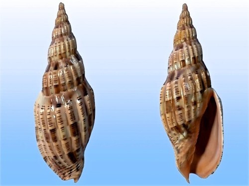 Volutidae, Lyria lyraeformis somaliana, Brava, Somalia, 129,2 mm, GIANT, RARE! - Imagen 2 de 2