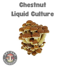 Chestnut Mushroom Liquid Culture - Ready to Grow Spores!
