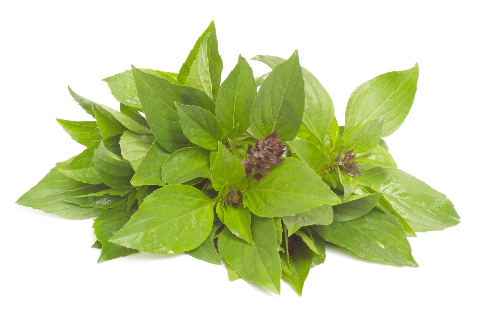 100g Frisches Thai Basilikum Thaibasilikum frisch süßes thailändisches Basil
