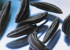 CARAWAY HERB HEIRLOOM 100 SEEDS