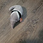 Ants the Anteater Ty Beanie
