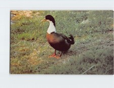 Postcard Mallard duck George Washington Carver National Monument Diamond MO USA