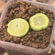 Exact Plant，2pcs Conophytum Ratum， Succulent Plant