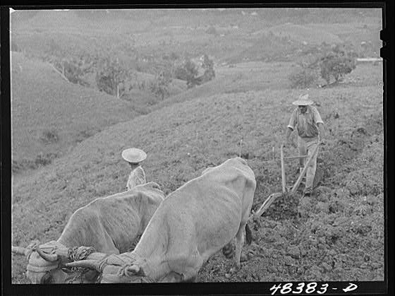 FSA Borrower's Farm,Corozal,Puerto Rico,Farm Security Administration,FSA,1