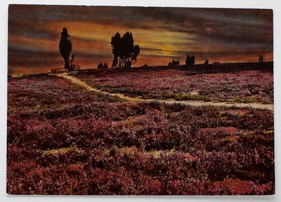 Postkarte AK - Abendstimmung in der Lüneburger Heide mit Wachholder Silhouetten