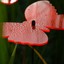 Bild 6 von 7