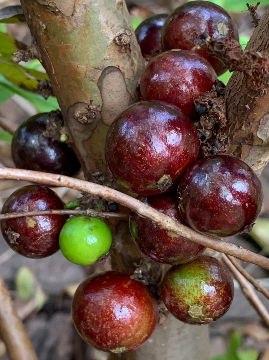 794〓希少Plinia aureana 'BrancaRajada' 人気種 Red Hybrid Jaboticaba Myrciaria Plinia cauliflora x aureana Fruit