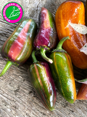 BETWEEN THE LINES PAPRIKA   10+ Samen   so bunt wie der Sommer