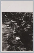 Blur Blur Forest - Vintage Photo 1930s