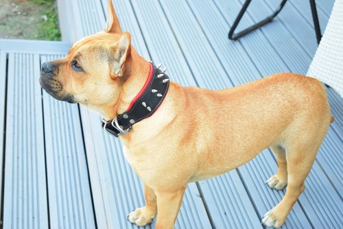 Handmade Dog Collar | Real Leather | Metal Spikes | Colours And Sizes Available - Picture 5 of 6