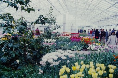 c1970's Ektachrome 35mm Slide Keukenhof Gardens Tulip Display Netherlands Woman